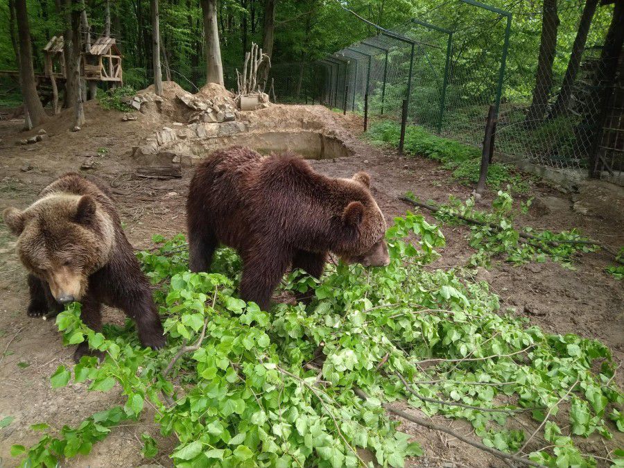 Ведмеді в Галицькому НПП ласують кавунами, малиною і вподобали лежати на гамаках і купатися в басейні