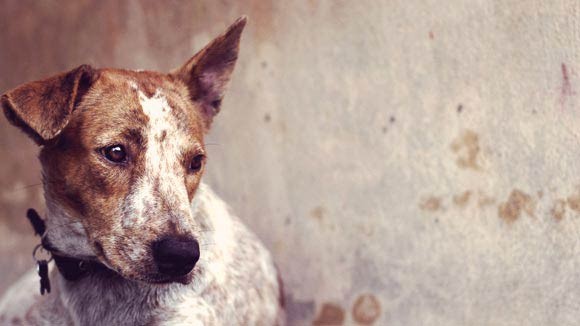 Ілюстрація. Небайдужих калушан просять закупити ліки та залишити в притулку, передати волонтерам або ж скинути кошти на 