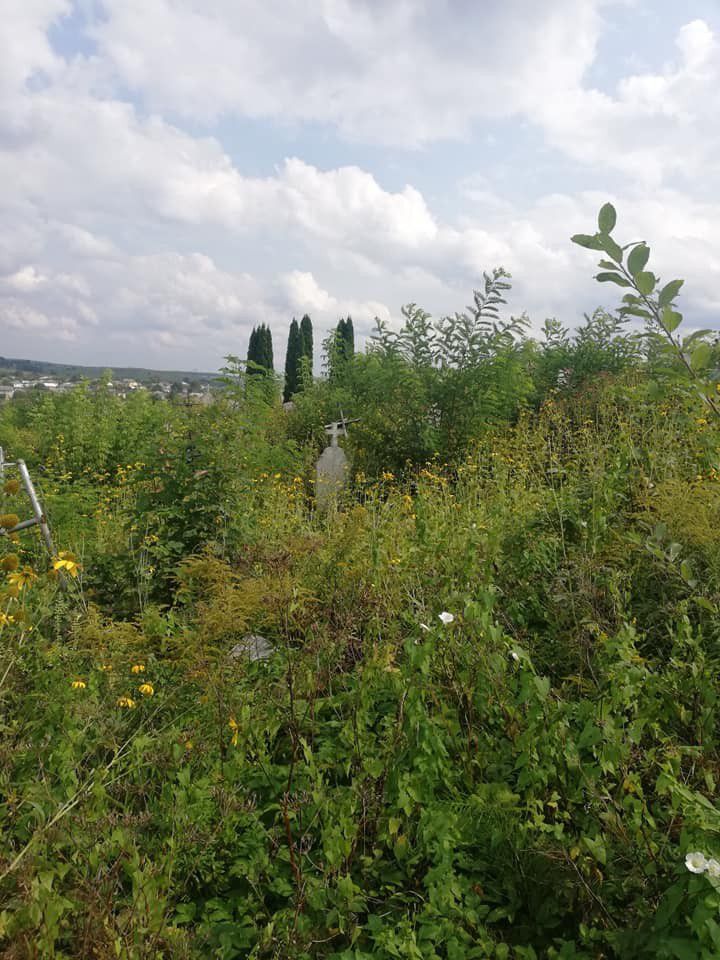 У Старій Долині цвинтар заріс чагарниками