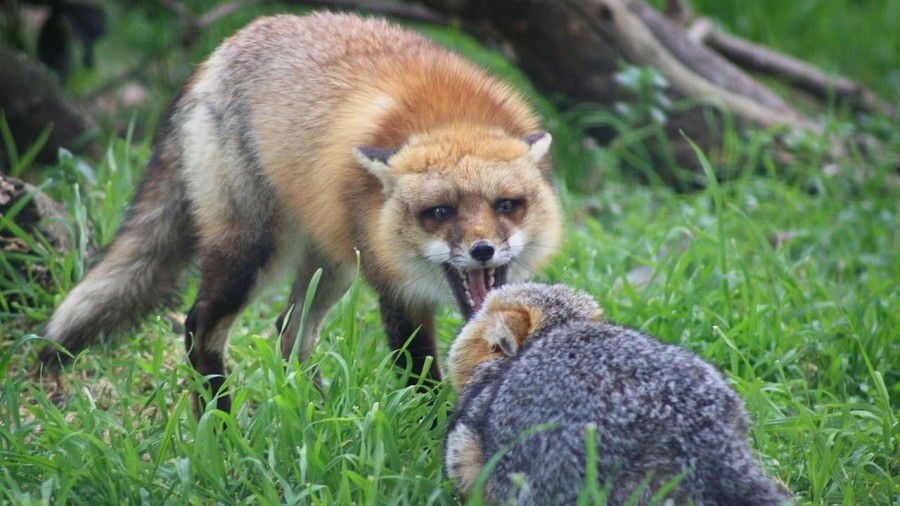 Ілюстрація. Найчастіше сказ розносять лисиці, які навіть дістаються в міста