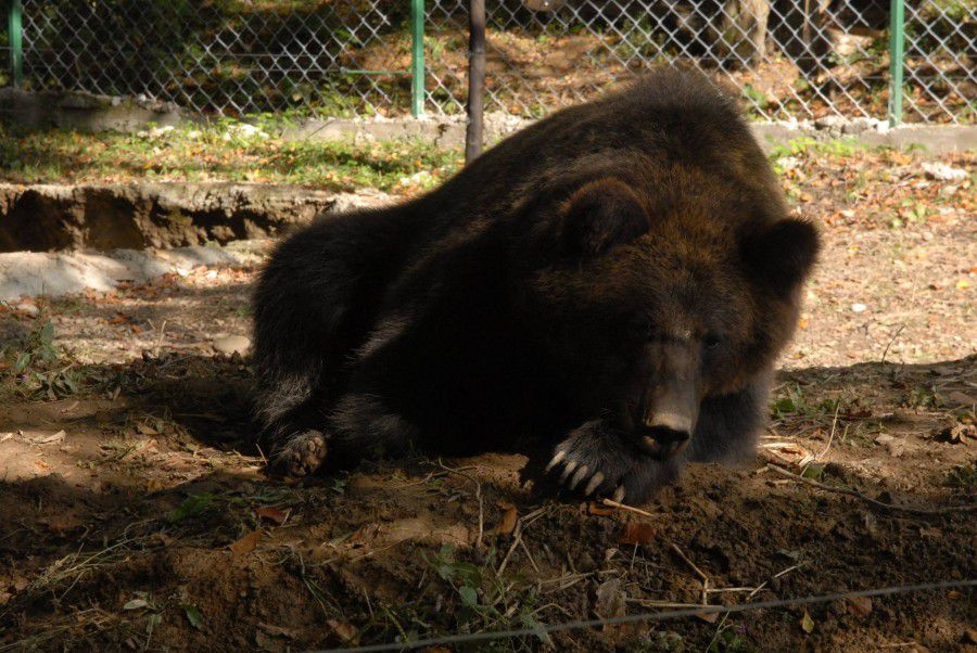 Торік за долею ведмедиці Діни та трьох її дітей стежила мало не вся Україна