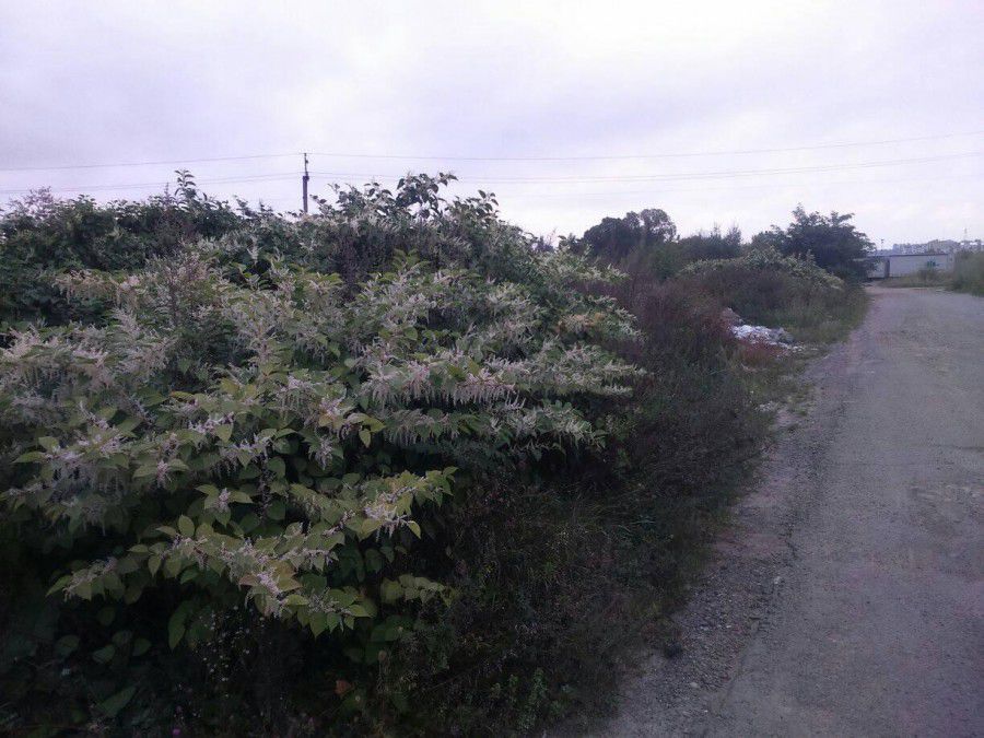 Ймовірно, хтось із відвідувачів кладовища посадив її як декоративну рослину, звідки остання почала наступ на інші могили