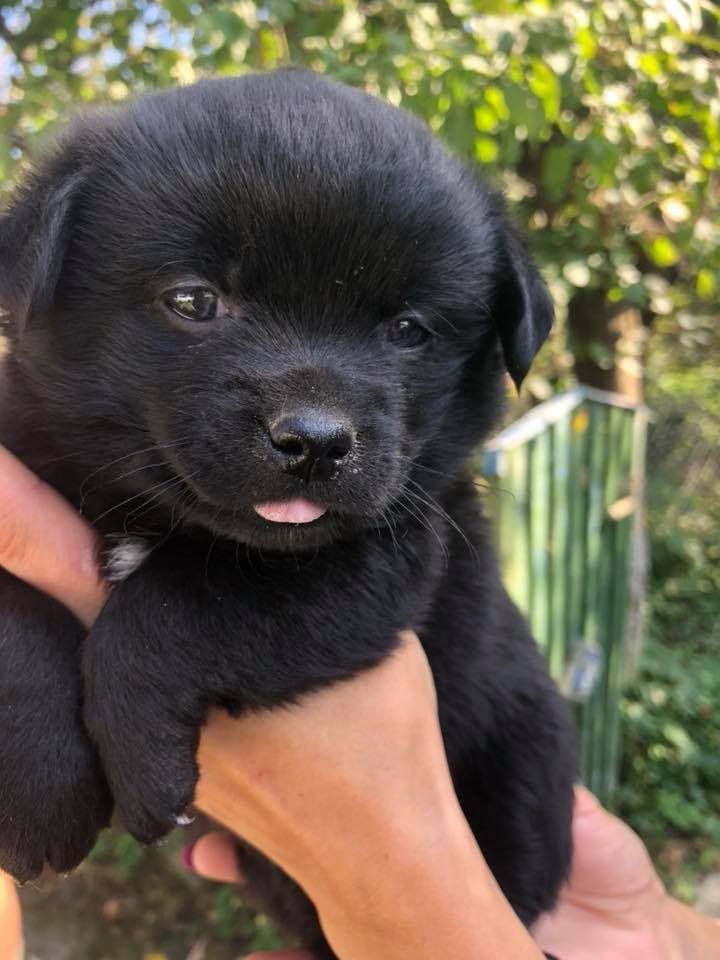 Таких красенів покинули неподалік закладу "Крученик-Вареник".