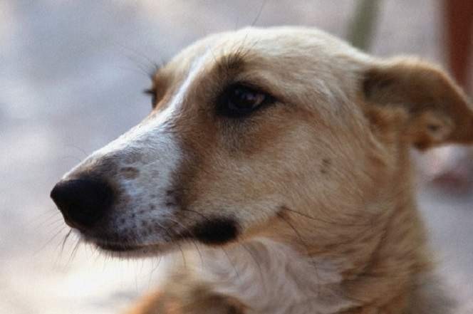 Лада - собака, якій вдалось помандрувати 14-ма країнами Європи