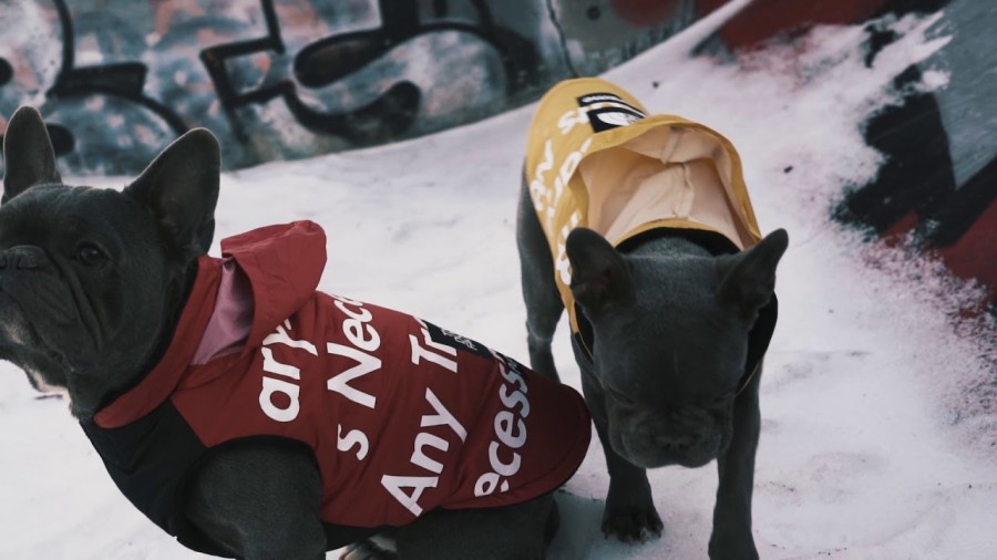 Юристи вважають, що виникнення бренду Pawlenciaga "надасть істотну шкоду" модному будинку Balenciaga, що працю