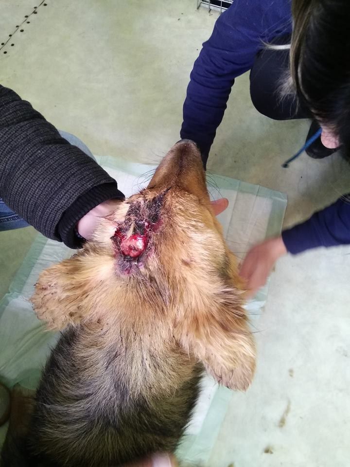 На лікування тварини волонтери витратили 500 гривень