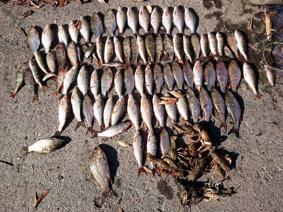 В загальному браконьєрському улові були 35 пліток, 34 окуня, 17 лящів, 2 карасі та 11 раків.