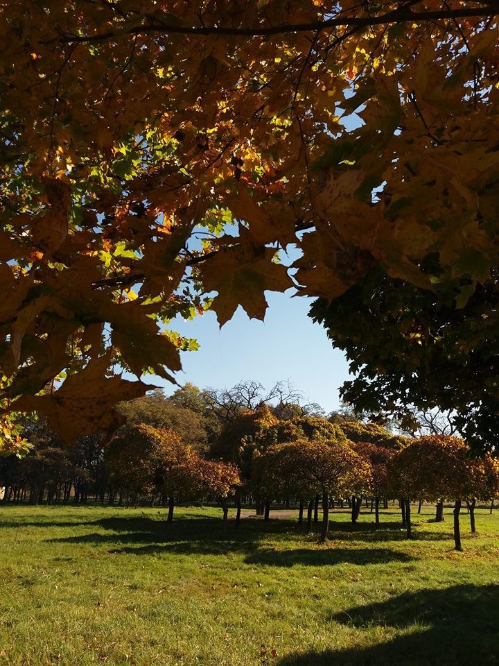У мережі оприлюднили цікаві фото осінного парку культури імені Франка