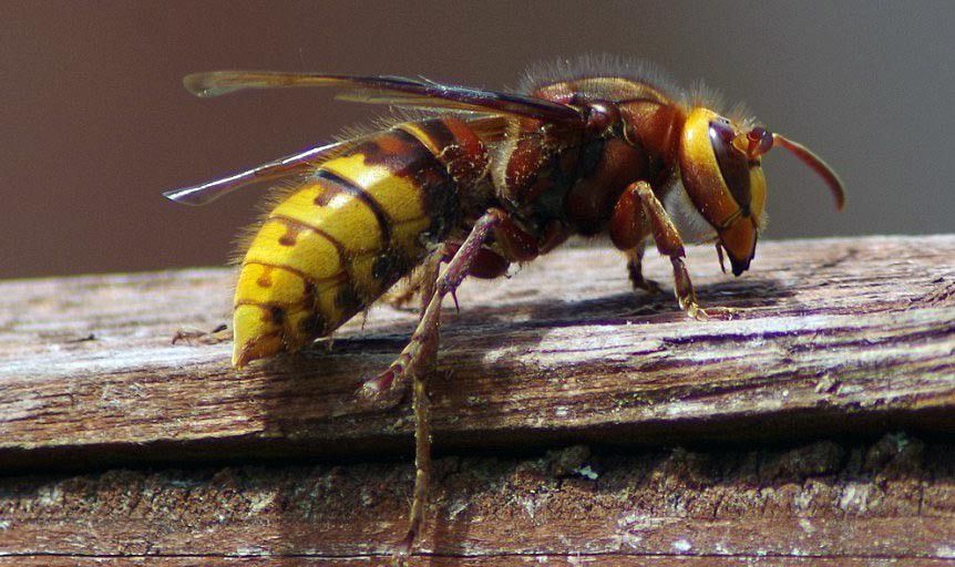 Ілюстрація. Укуси шершня досить болючі, при наявності алергії на осину отруту &mdash; небезпечні для життя