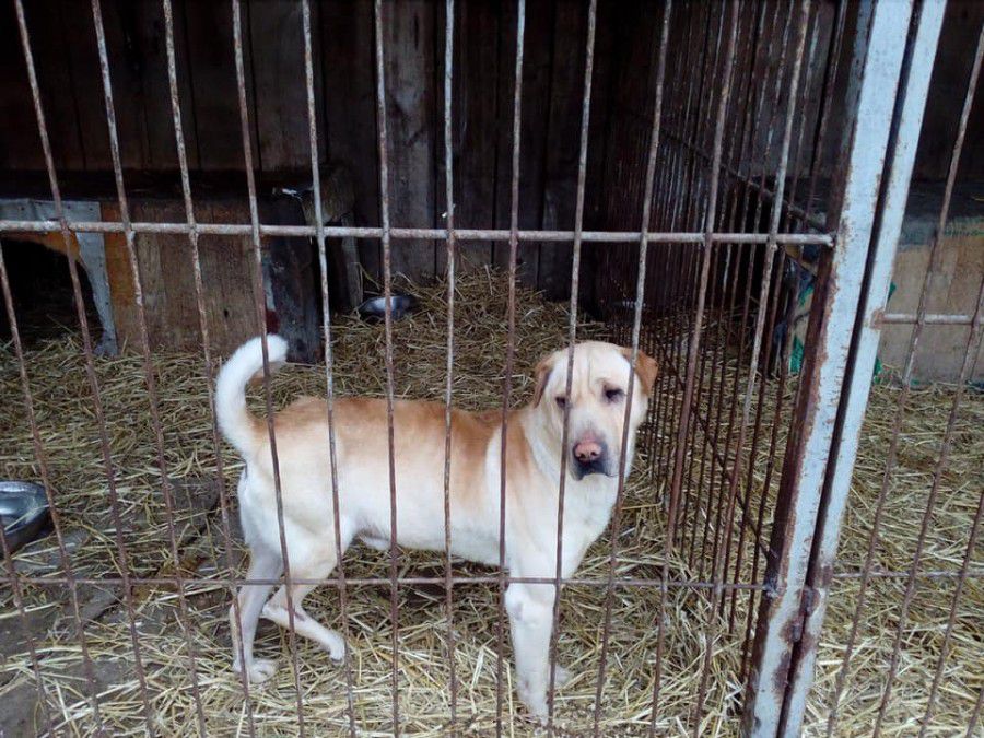 У Калуші шарпей, якого покинули господарі, все ще вірить, що його заберуть люди, які не зрадять