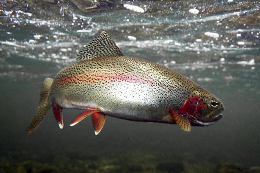 Ілюстрація. Зимувальна яма &mdash; це поглиблена ділянка дна водного об'єкта, де скупчуються водні біоресурси в зим