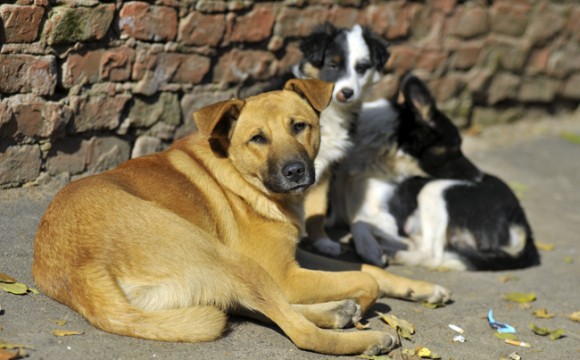 Ілюстрація. Наразі в калуськом притулку встанвовлені 52 вольєри, в яких проживають 230 собак