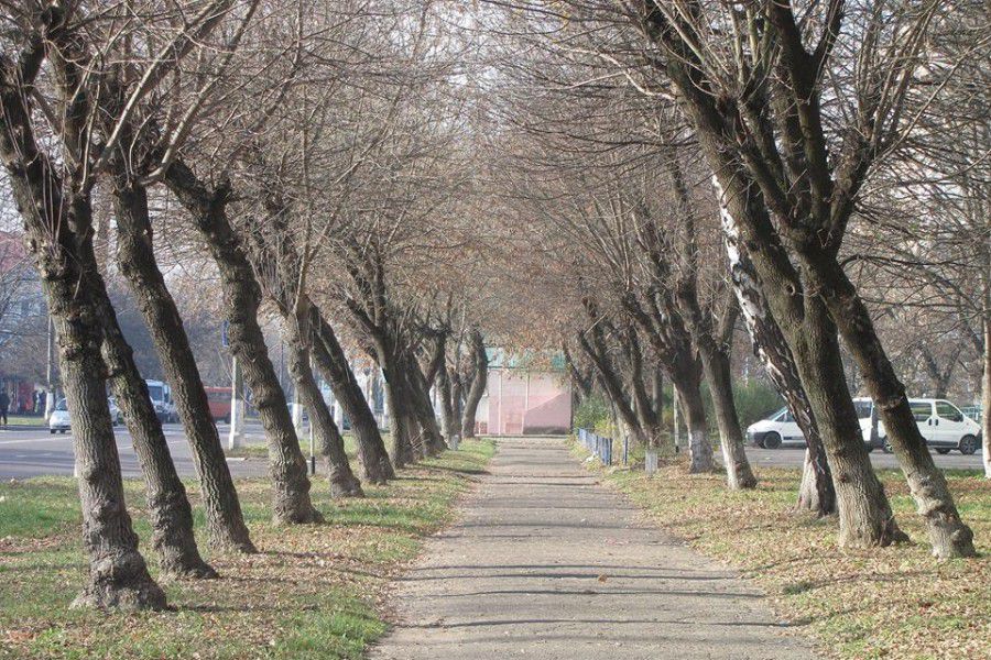 У Калуші з'явилась алея "похилених" дерев