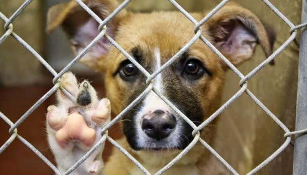 Ілюстрація. Притулок просить допомоги в соціально відповідального бізнесу міста з продуктами