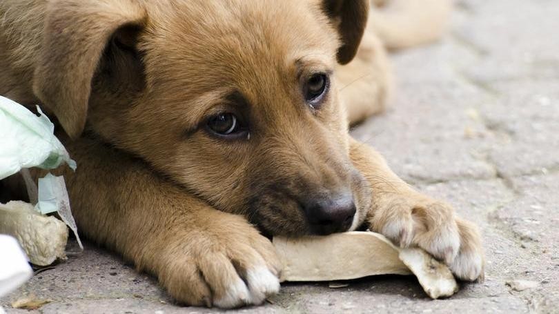 Ілюстрація. Уперше акція "Добро" відбулася 13 січня цього року