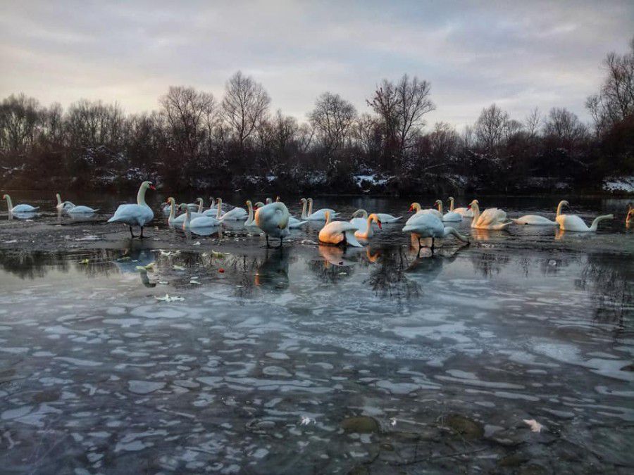 Лебеді-шиптуни на березі річки Лімниця