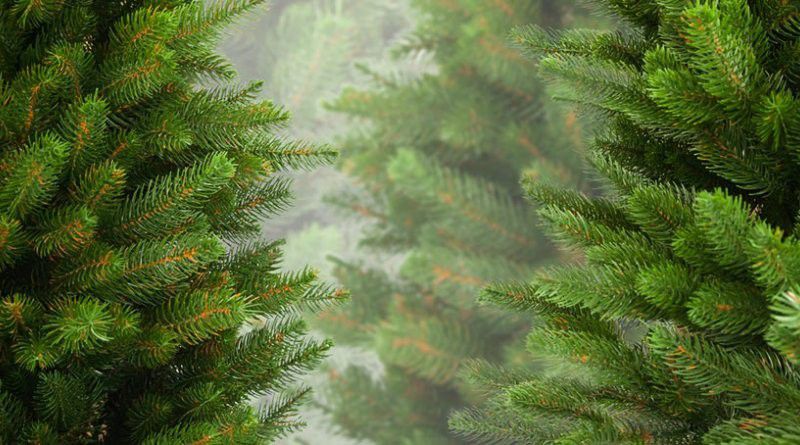 Ілюстрація. З 10 грудня правоохоронці перевірятимуть місця заготівлі та продажу ялинок на наявність дозвільних документі