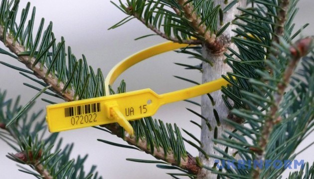 Ілюстрація. Варто звертати увагу на спеціальне маркування при купівлі ялинок, щоб не дати прибутку браконьєрам