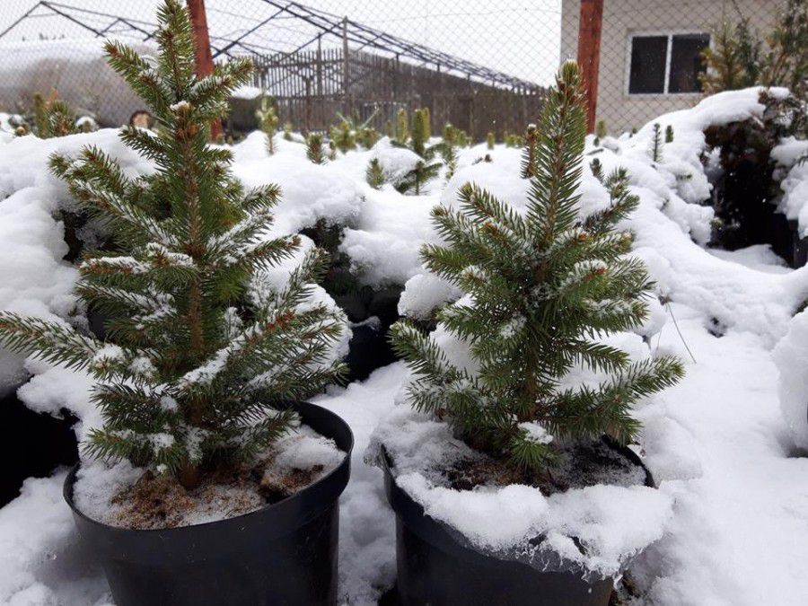 &laquo;Ялинка у горщику&raquo; коштує від 200 до 250 гривень. Вартість залежить від висоти