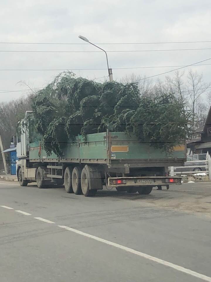 Висота ялинки становить 18 метрів