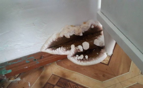 Ілюстрація. У шкільній бібліотеці пліснява вже встигла повністю &ldquo;з&rdquo;їсти&rdquo; підлогу, і навіть перебралася