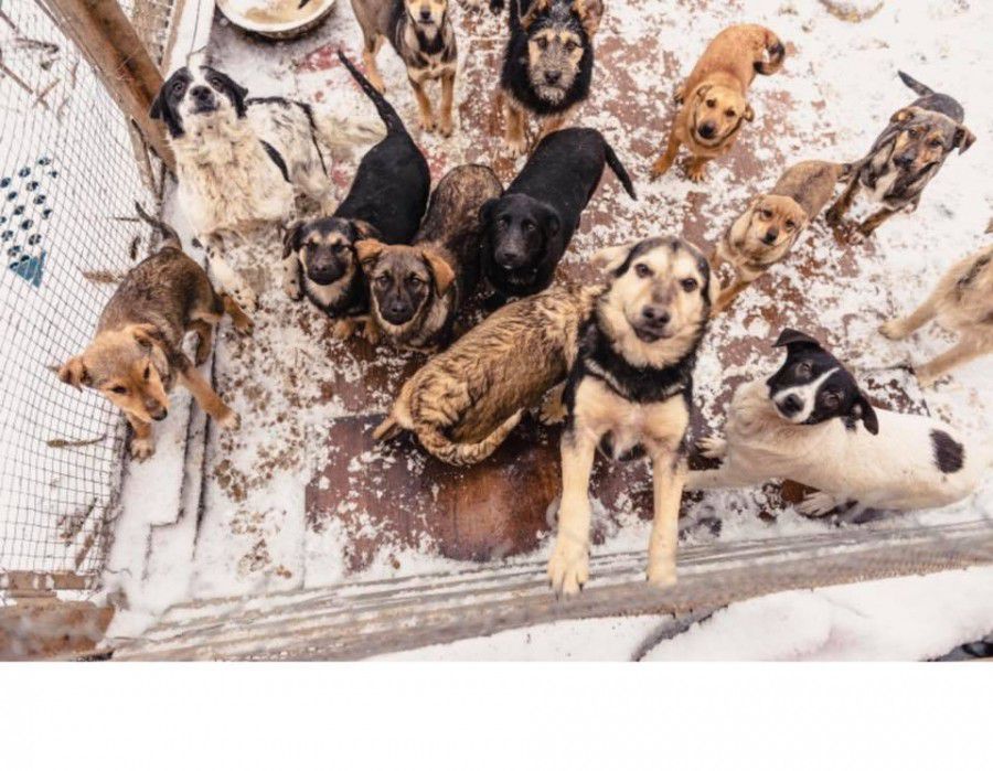 У Калуші собаки шукають хорошого господаря та домівку

