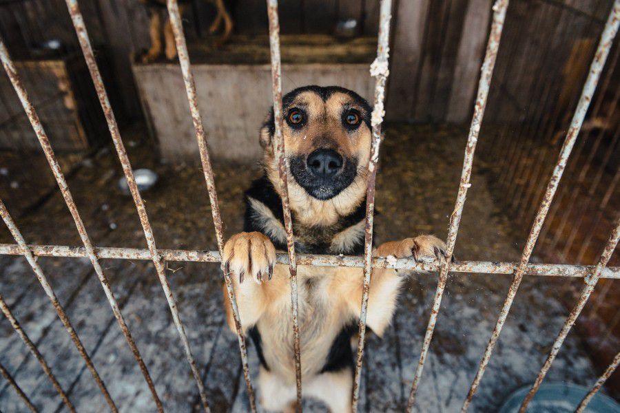 Притулок нині утримує близько трьох сотень собак