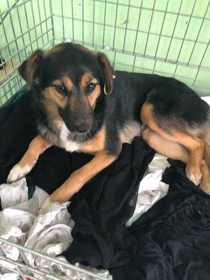  У Калуші собачка шукає люблячих людей, які подарують їй дім 