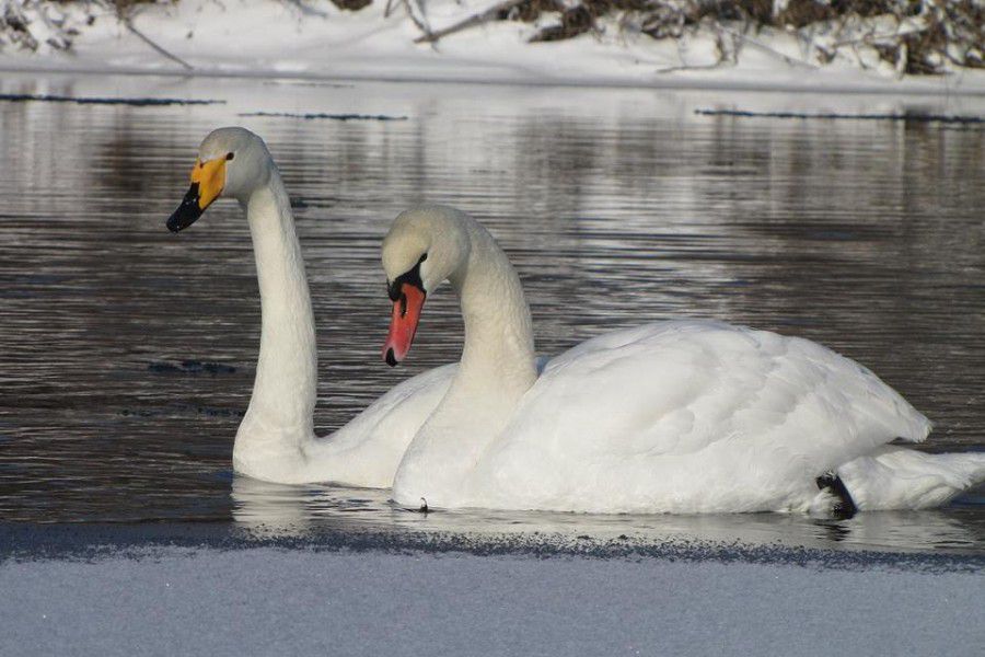 На Лімниці вже не першу зиму зупиняються лебеді