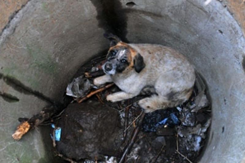 Ілюстрація. Працівники гірничо-рятувального відділення витягнули собаку з відкритого каналізаційного колодязя