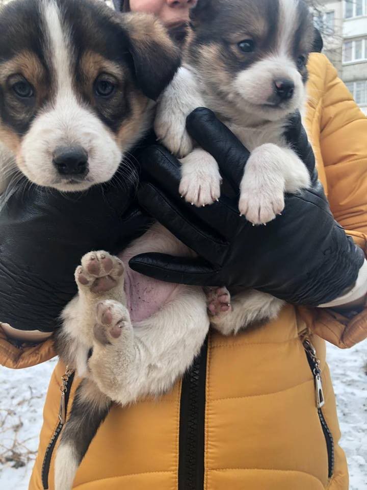 У Калуші собаки шукають люблячих людей, які подарують дім та радість

