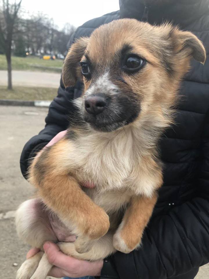 Хорошого господаря та домівку шукає малесенька красунька знайдена на гаражах
