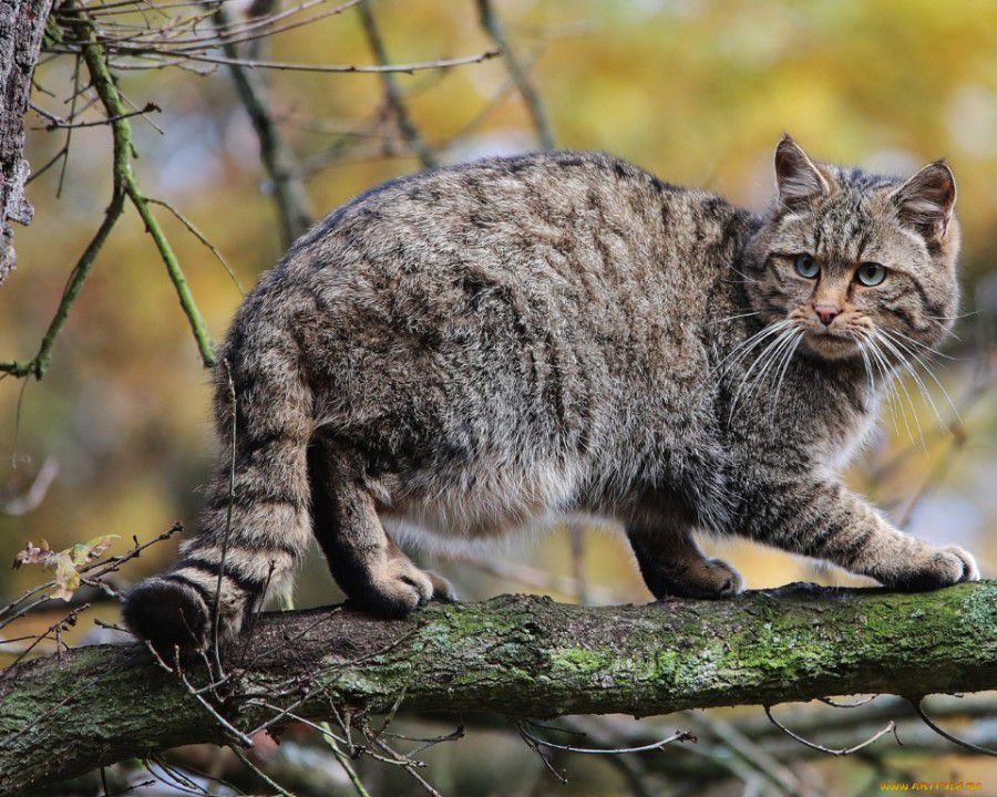 Кіт лісовий в Україні &mdash; рідкісний ссавець, що підлягає охороні
