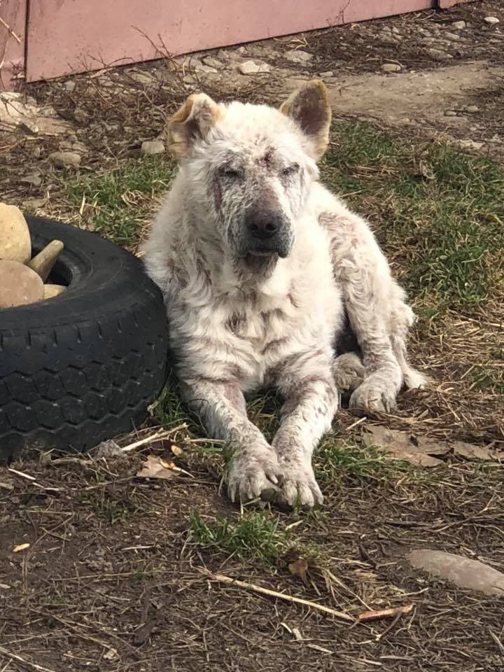Собака проживає на гаражах, його підгодовують, та люди не можуть купити дороговартісну таблетку