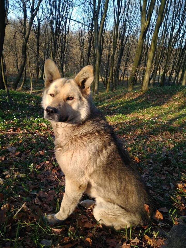 Хорошого господаря та домівку шукає 