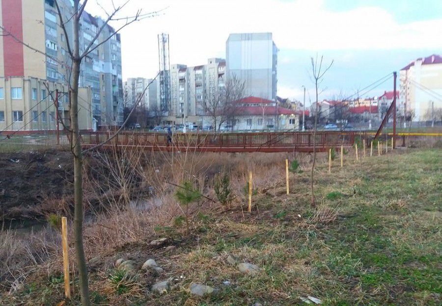 Жоден із сусідів не прийшов на допомогу мешканцеві вулиці Сівецька, який самостійно садив сосни і смерічки