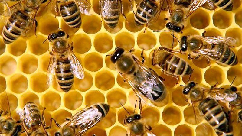 Ілюстрація. Жодна з комах не має прямого контакту з відвідувачами