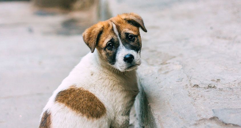 Ілюстрація. За два роки безпритульним тваринам встановили близько 200 чіпів