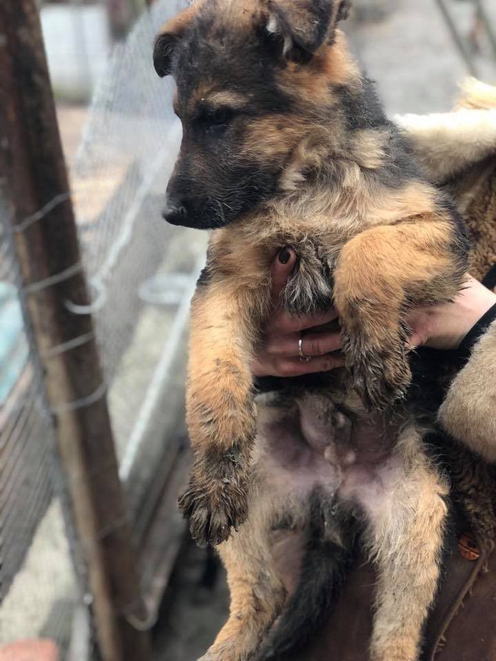 Люблячих людей, які подарують дім та радість  шукає собачка з "Дому Сірка"