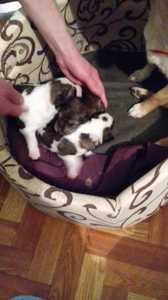 Люблячих людей, які подарують дім та радість шукає сім'я собачок