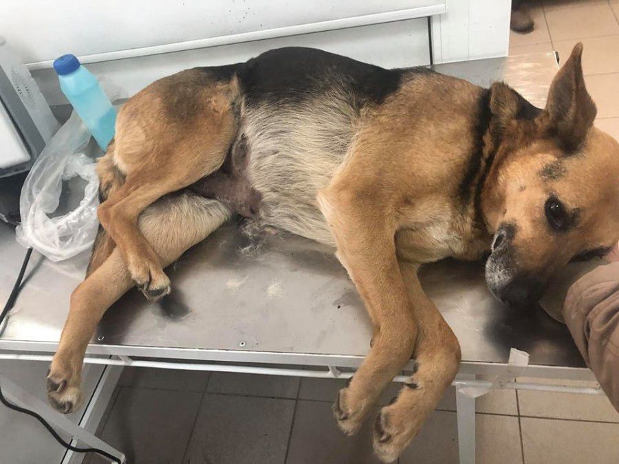 Муха у клініці Добродій на стаціонарі під пильним наглядом лікарів