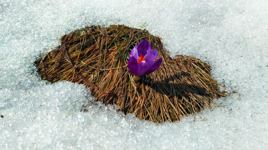 Період цвітіння шафранку&mdash; весна або осінь, залежно від видової приналежності рослини | Фото: Віктор Худяк