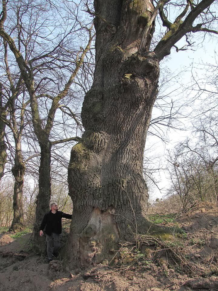 Калушани взялися розробити план дій щодо порятунку цього велета