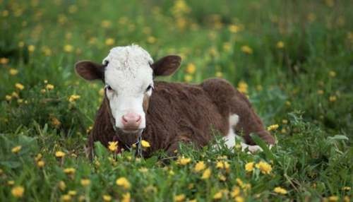 Ілюстрація. Кошти виплачуються за кожні повні 4 місяці утримання великої рогатої худоби на карткові рахунки відкритті у 