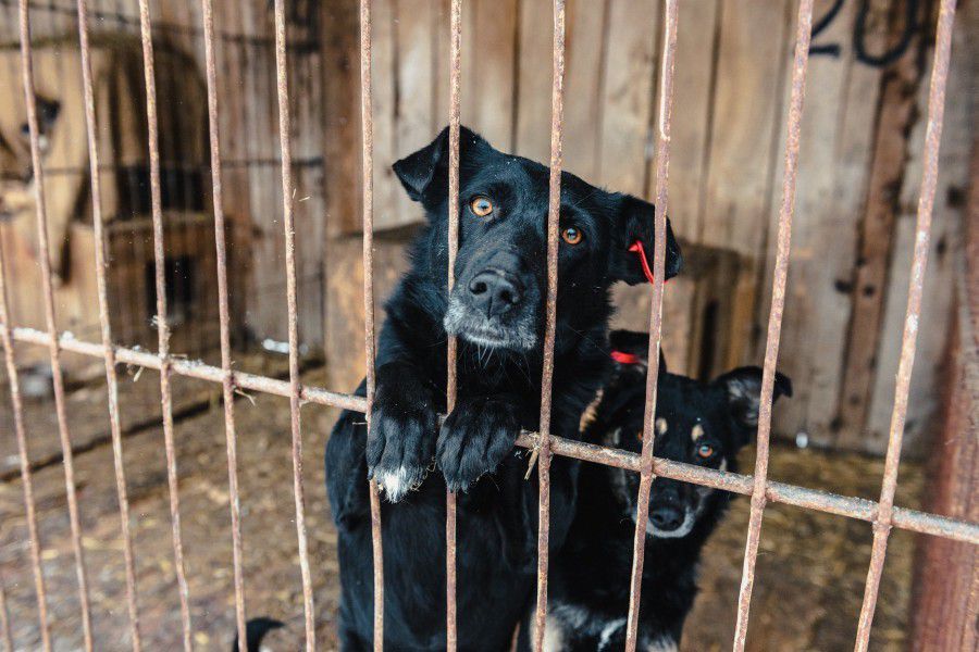 Лікування тварин, ремонт притулку, виплата зарплати &mdash; лягають на плечі меценатів та волонтерів | Фото: Михайло Сло