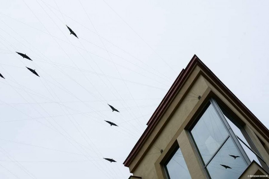 ​Івано-Франківськ стане домівкою для 115 металевих пернатих