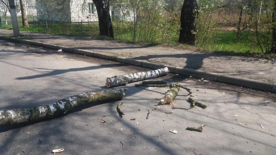Біля народного дому - на зустрічну машину впав стовбур трухлявої берези