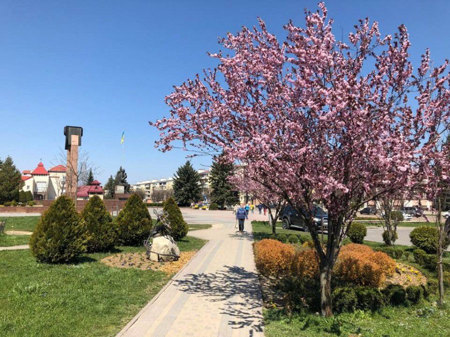 Дуже цінуються передостанні дні цвітіння, коли дерева ще рясно вкриті квітками, але пелюстки вже легко відділяються і лі