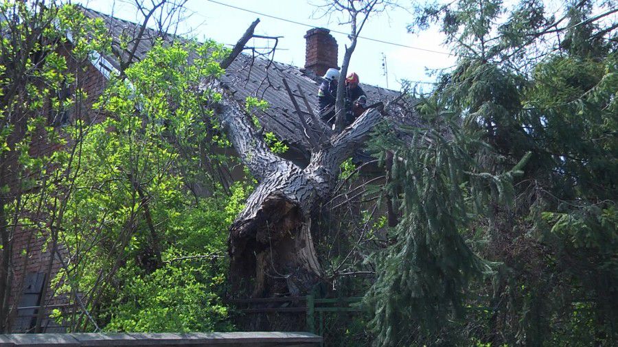 Старий горіх впав на хату пенсіонерки та поламав шифер