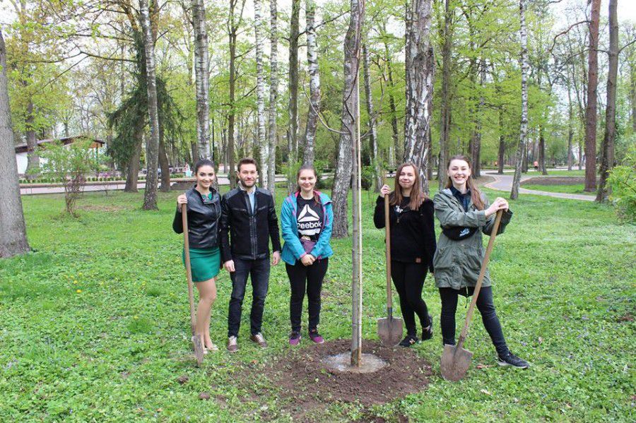 Наступного разу висадити таке дерево можна буде вже восени